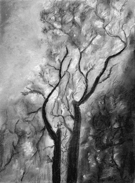 Nature noir et blanc